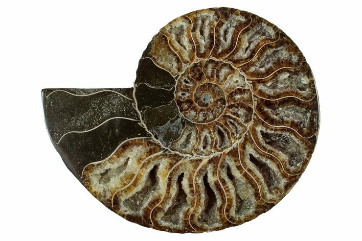 Cut & Polished Ammonite Fossil (Half) - Deep Crystal Pockets #344400